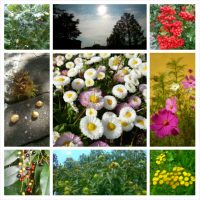 chrysanthemum