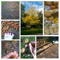 autumn leaves