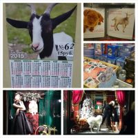 Animals in St. Petrsburg