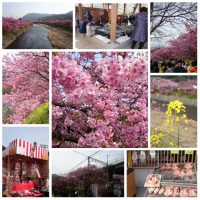 kawazu-sakura2015