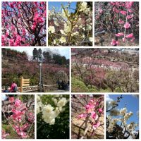 ikegami_ume2015