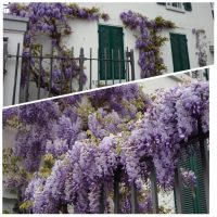 Wisteria