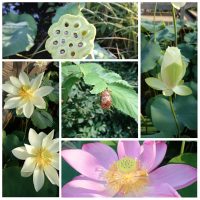 Lotus Flowers