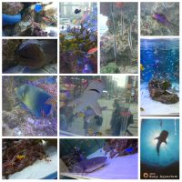 Sony Aquarium, Tokyo