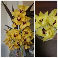 Cymbidium