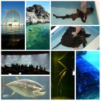 Tokyo Sea Life Park, Tokyo