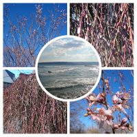 spring is coming