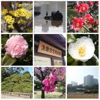 the Hamarikyu Gardens, Tokyo