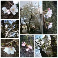 Sakura-Saku