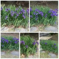 AYAME, early summer seasonal flowers