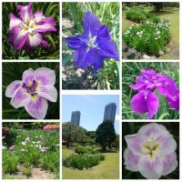 Iris, Hanashobu at Hamarikyu-Garden, Tokyo