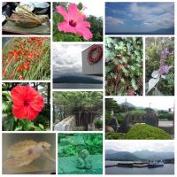 Yakushima, Kagoshima trip
