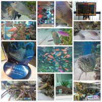 Sony Aquarium 2016