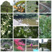 Koishikawa Korakuen Garden, Tokyo