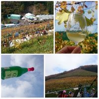 Coco harvest festival2016