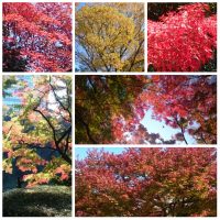 Autumn leaves in Koishikawa Korakuen Garden