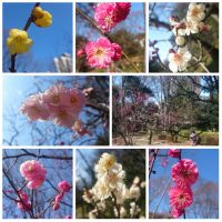 Koishikawa-korakuen, Ume 2017