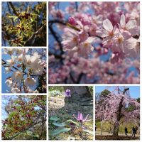 Sakura at Koishikawa Korakuen Garden