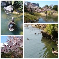 Spring, Koishikawa Korakuen Garden, Tokyo