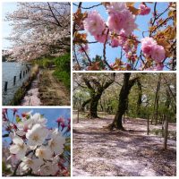 Hanami at Senzokuike, Tokyo