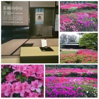 Azalea, Tsutsuji
