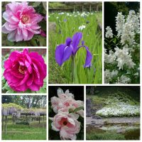Early summer in Koishikawa-Korakuen