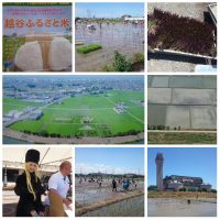 Rice Planting 2017 at Koshigaya