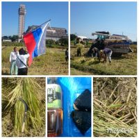 Rice Harvesting at Koshigaya