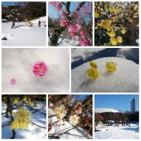 Snow, Koishikawa Korakuen Garden