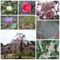 Kourakuen Garden Spring Sakura 2018